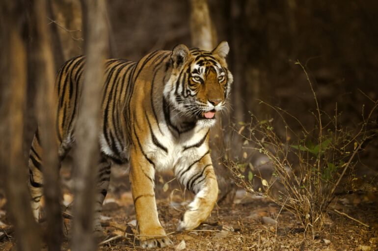 Beyond the Barren Top-3 Ecotourism Ideas in Rajasthan